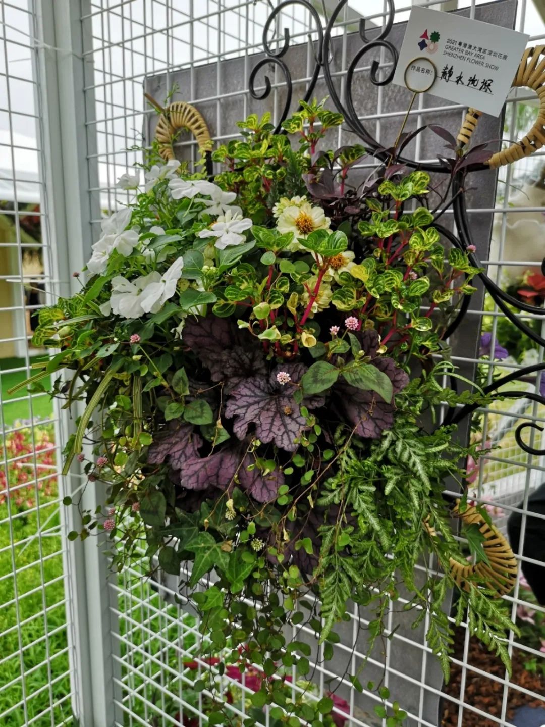 这个花展上的新优品种，为什么这么美？