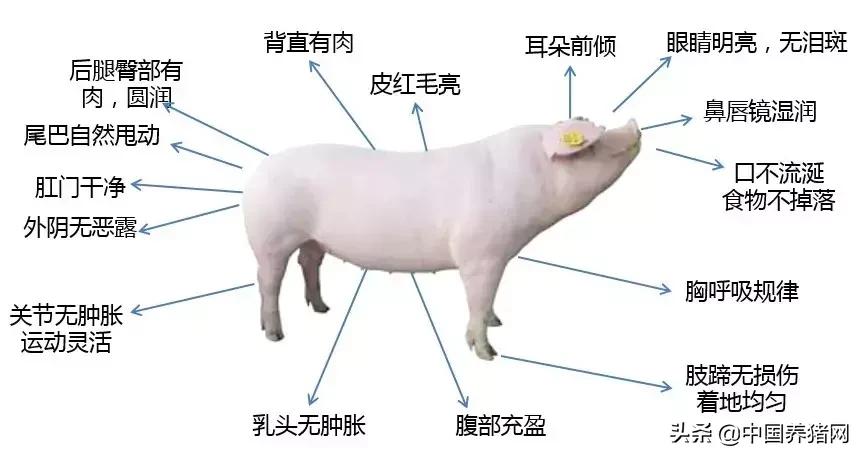 有非瘟如何拔牙,非瘟发生后如何拔牙