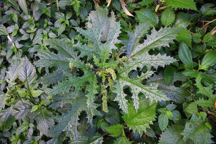 植物有哪些保护自己生存的绝招,植物遇到危险如何防御