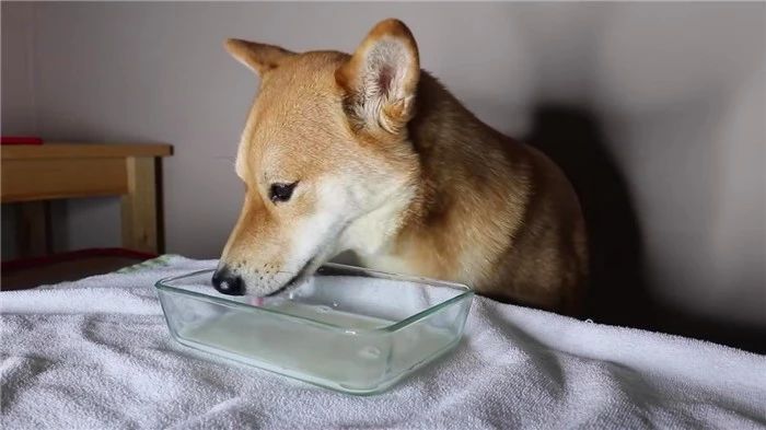 狗狗可以喝生牛乳的奶吗,幼犬狗狗可以喝纯牛奶吗