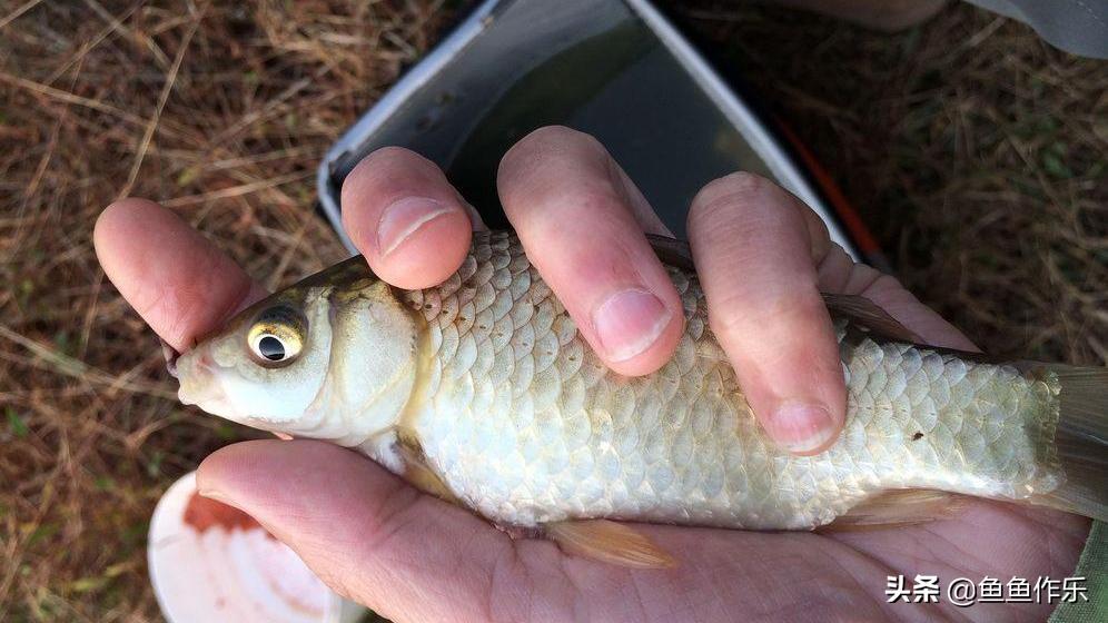 钓鱼人之殇：如何解决老婆不让钓鱼的问题