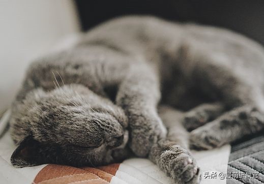 猫咪吐血拉血用什么药,猫咪胃出血是什么原因引起的啊