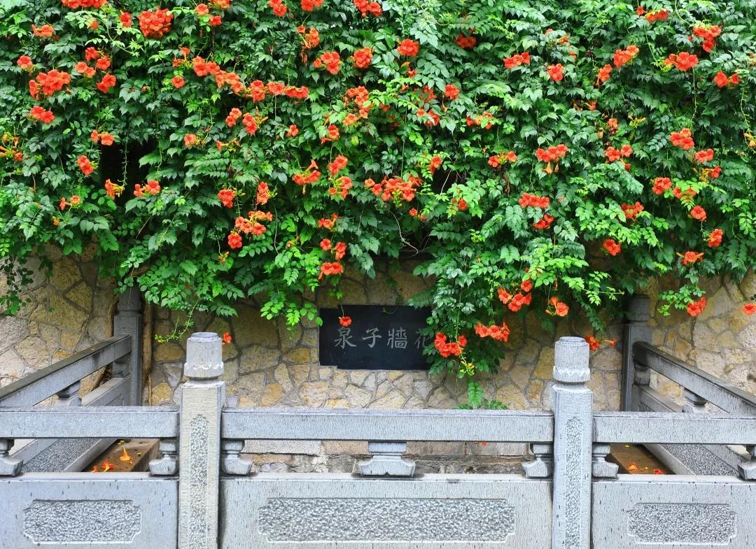 在济南花式避暑,一见“清”心!只需一瞥,便足以把酷夏原谅…