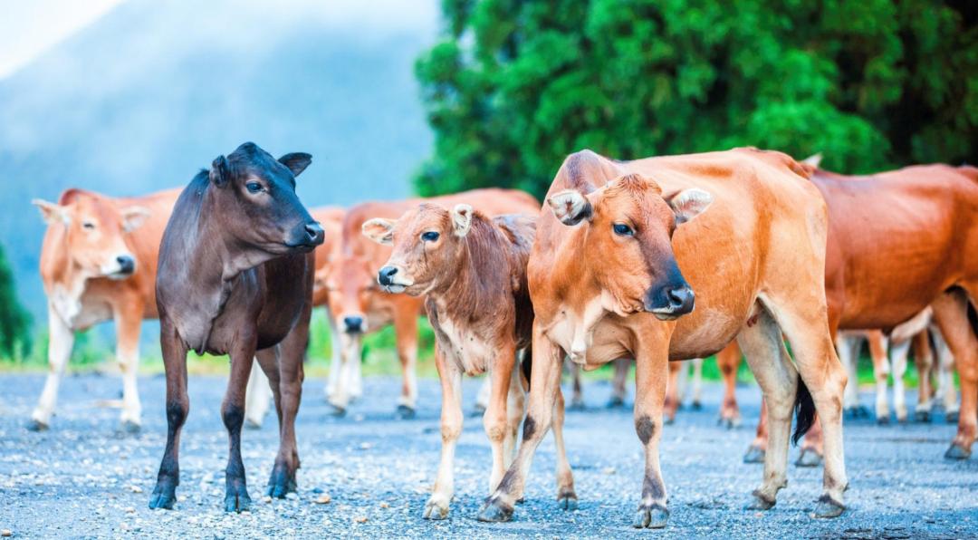 西沙东岛野牛群是从哪里来的,西沙东岛有多少野牛