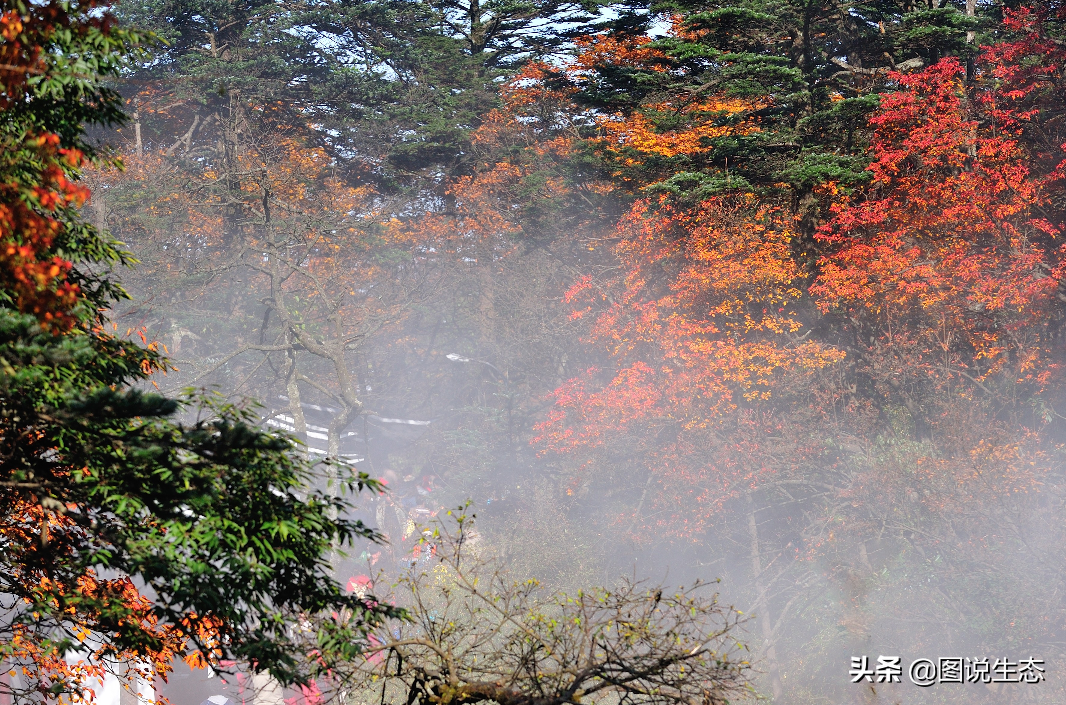 登上峨眉山金顶看风景,峨眉山日出云海佛光圣灯照片