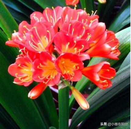 君子兰怎么养出宽大肥厚的叶片,君子兰怎么样养才长得茂盛