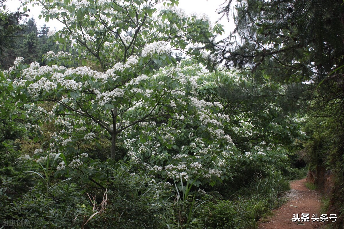 油桐花开时,四月又到油桐花开时