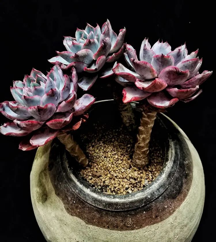 一盆仙人掌和一盆月季的故事,一个多肉的故事