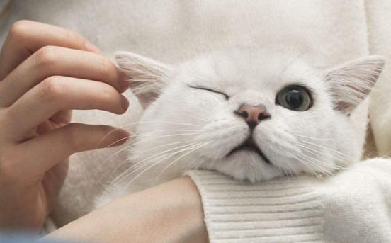 猫咪体外驱虫一般驱什么虫,猫咪体外驱虫什么药驱得全面