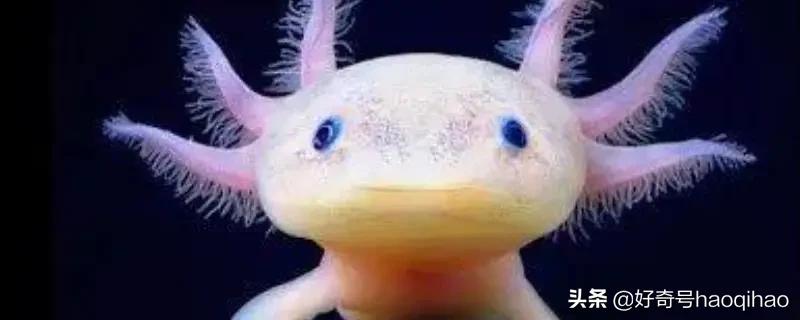 六角恐龙鱼为什么有再生能力,六角恐龙鱼腿再生