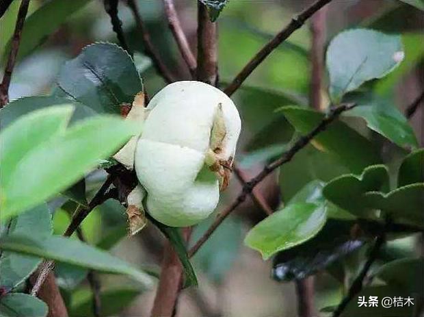 难得一遇的珍稀植物,难得一见的大茶树