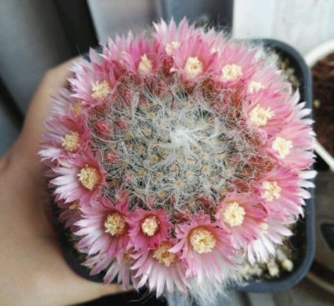 101仙人球,101个仙人球品种