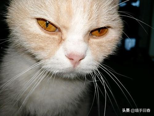 猫咪得了猫传腹站不起来几天会死,猫传腹口服441和针剂441的区别