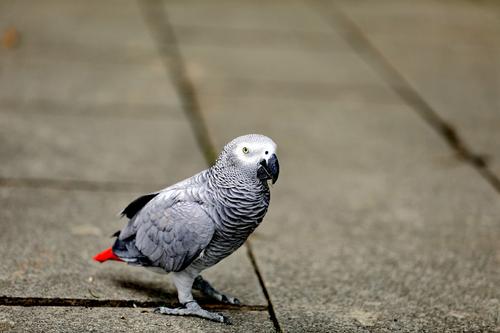 动物舌头的“功能”对于动物来说舌头而是一件“厉害的*器武**”