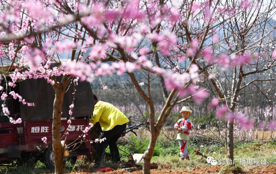 三月弥勒什么地方可以赏花,弥勒3月赏花攻略
