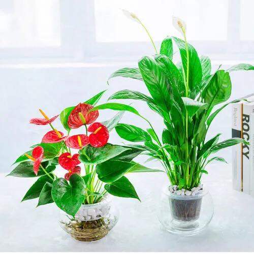 土培红掌叶子发黄快速补救方法,红掌水培叶子发黄烂怎么补救