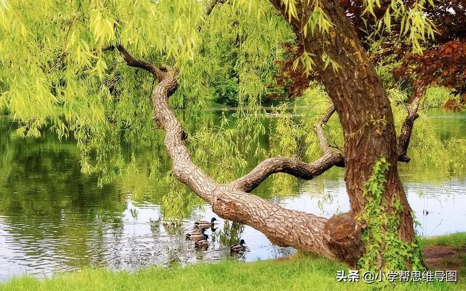 优秀柳树作文400字,优秀范文春天