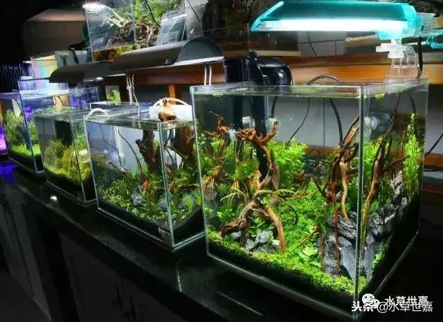 30cm小缸青龙石造景大全,30cm长缸原生溪流缸造景