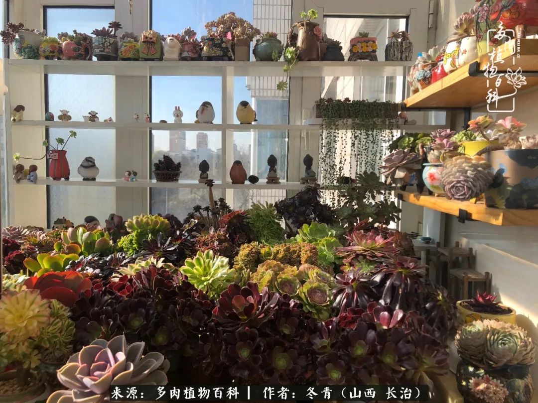 新手养多肉知道这4点打好基础,阳台上养多肉的正确方法