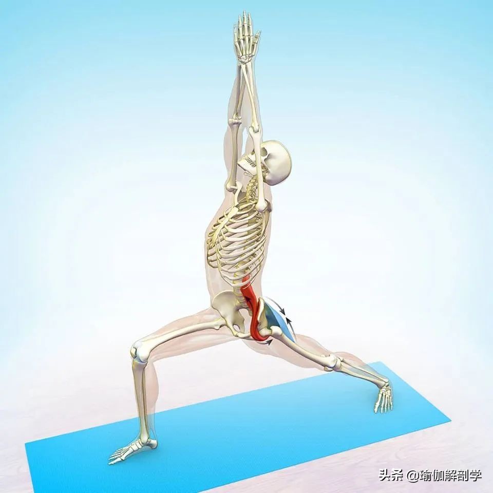 拉伸髂腰肌的瑜伽体式,久坐的人如何拉伸髂腰肌