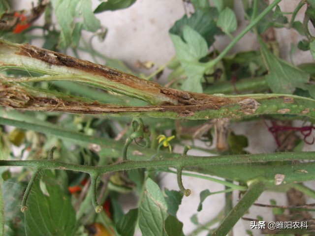 枯萎病拿什么药来治疗,一招解决枯萎病