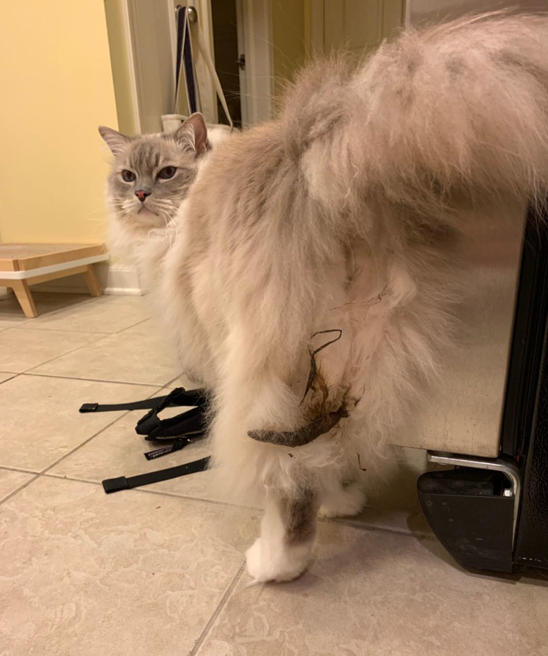 小猫咪为啥乱拉屎,有些小猫咪表面挺正常