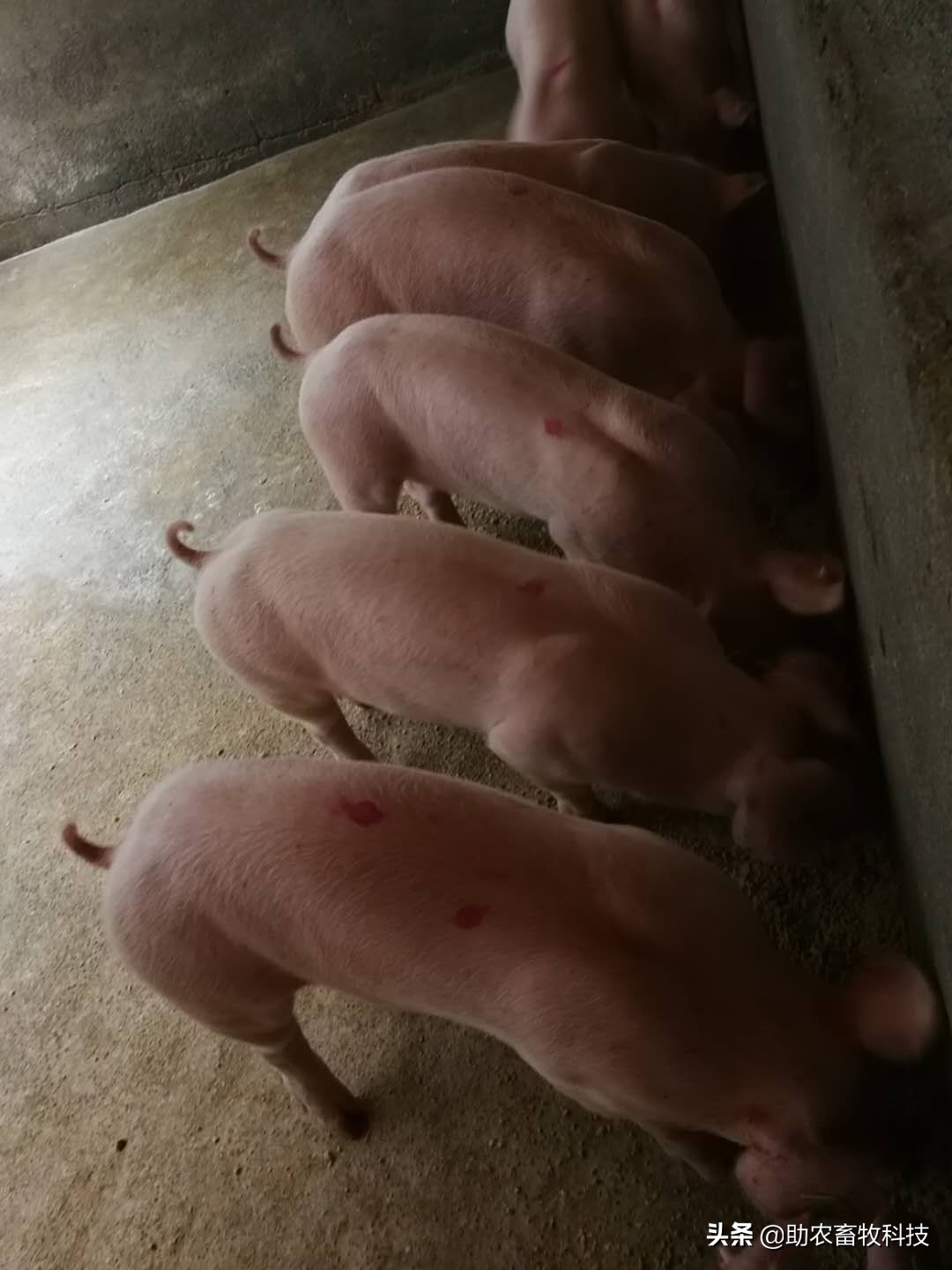 黄老板养猪视频全集,黄老板养殖