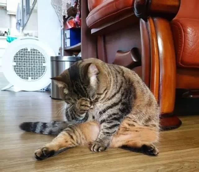 最适合家养的猫排名橘猫,最胖的品种猫排名