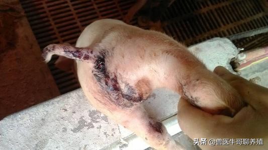 庆大霉素治疗仔猪拉稀用量是多少,断奶仔猪拉稀呕吐怎么治疗