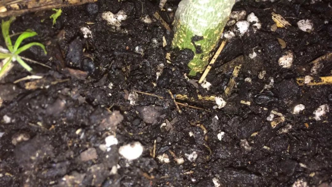 盆栽长小黑虫子怎么办,阳台盆栽里的小黑飞