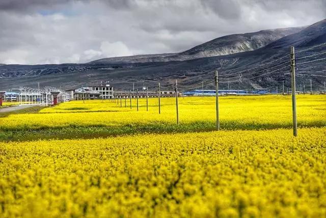 全国油菜花时间表,3月份哪里的油菜花最美