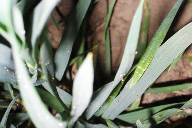 小麦地红蜘蛛怎样防治效果好,小麦红蜘蛛防治