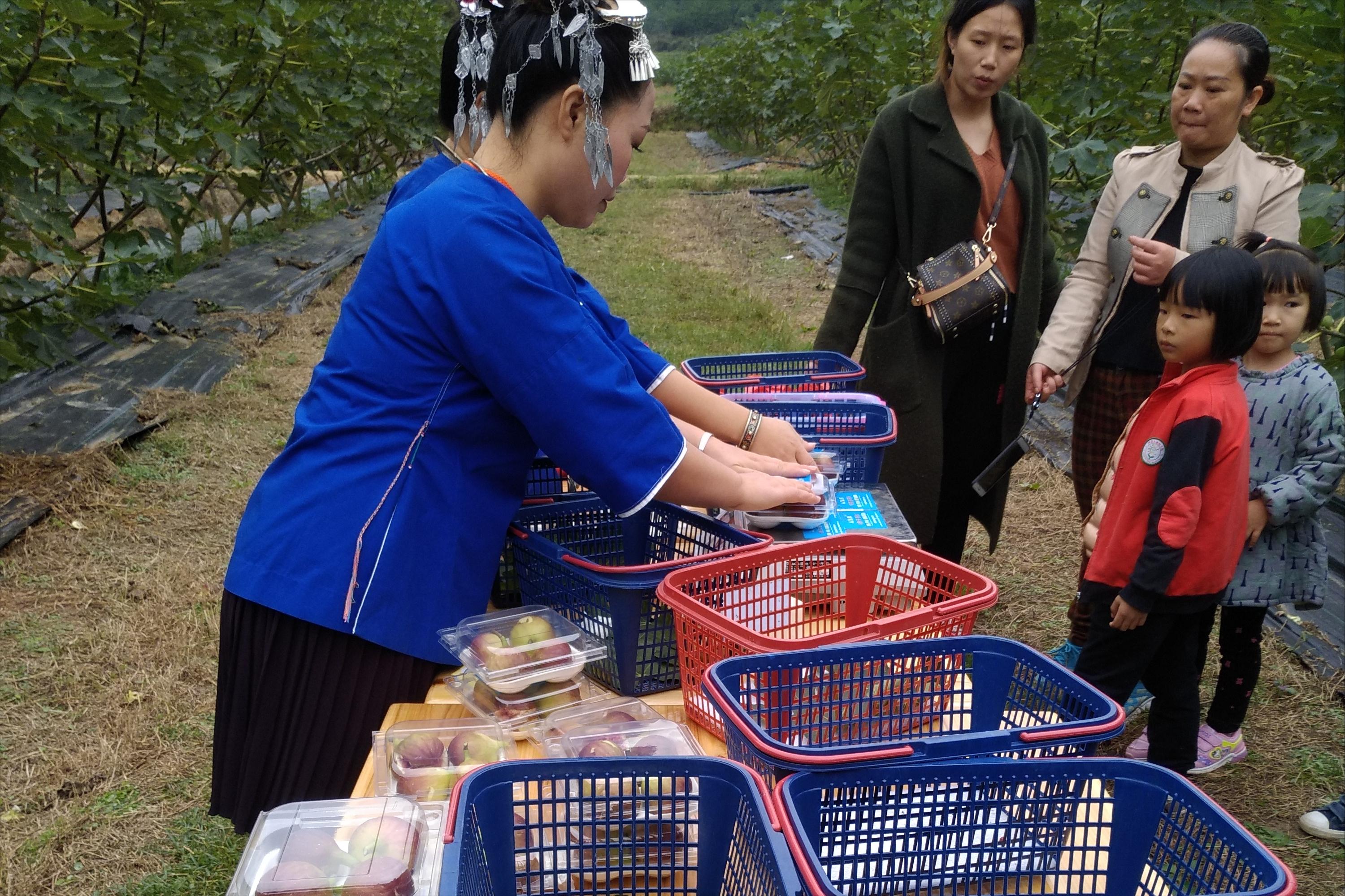 40亩无花果种植前景,无花果种植一亩能赚多少钱