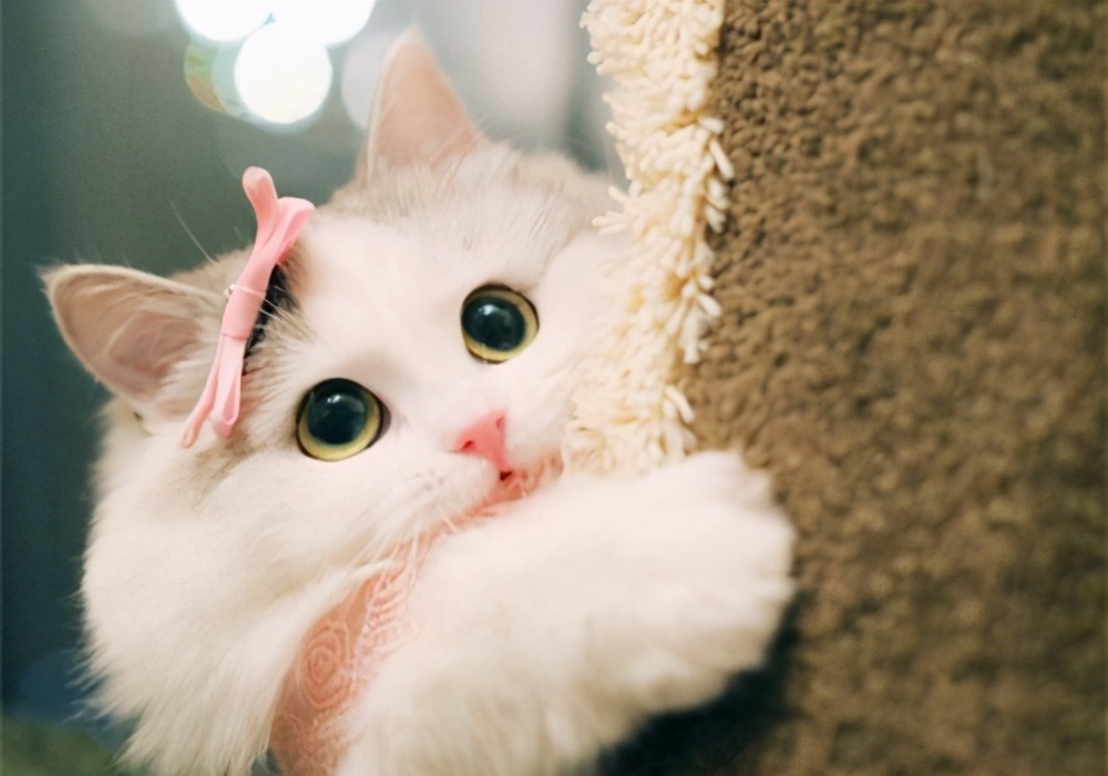 猫咪突然不吃饭也不喝水怎么回事,猫咪拉软便和喝水太多有没有关系