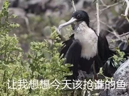 军舰鸟是真的吗,军舰鸟最怕什么动物