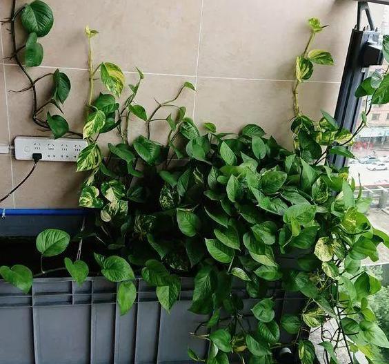 绿萝叶子发黄用营养液还是肥料好,绿萝用了肥料叶子发黄怎么办