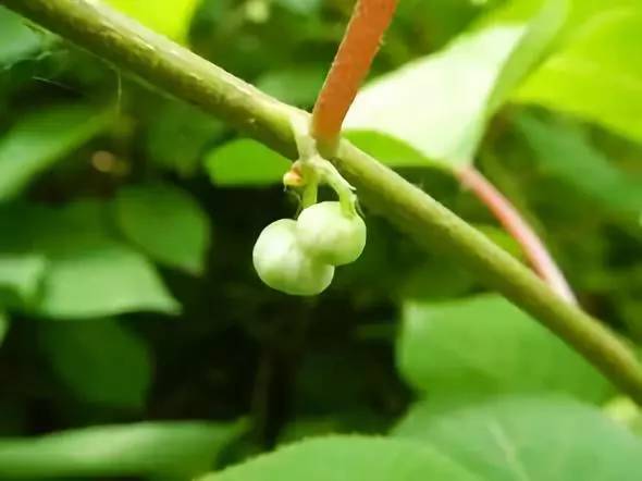 猕猴桃花后保果技术 (猕猴桃花期管理坐果管理技术)