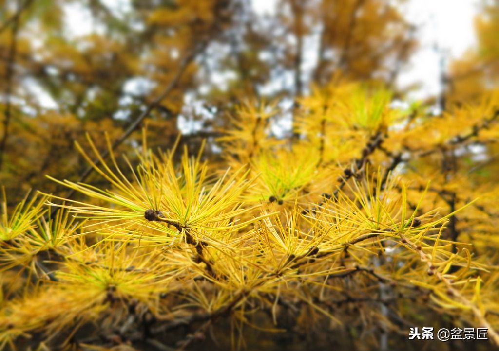 松柏盆景叶子黄了怎么办,松树盆景的松针发黄
