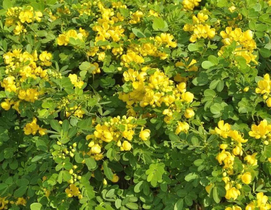 农村随处可见的几种野生中草药,教你认识那些路边的野生中草药