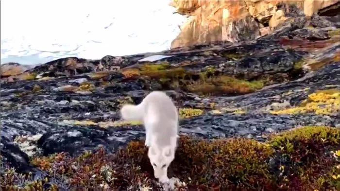 摄影师路遇觅食中的狐狸,摄影师拍到一只可爱的北极狐