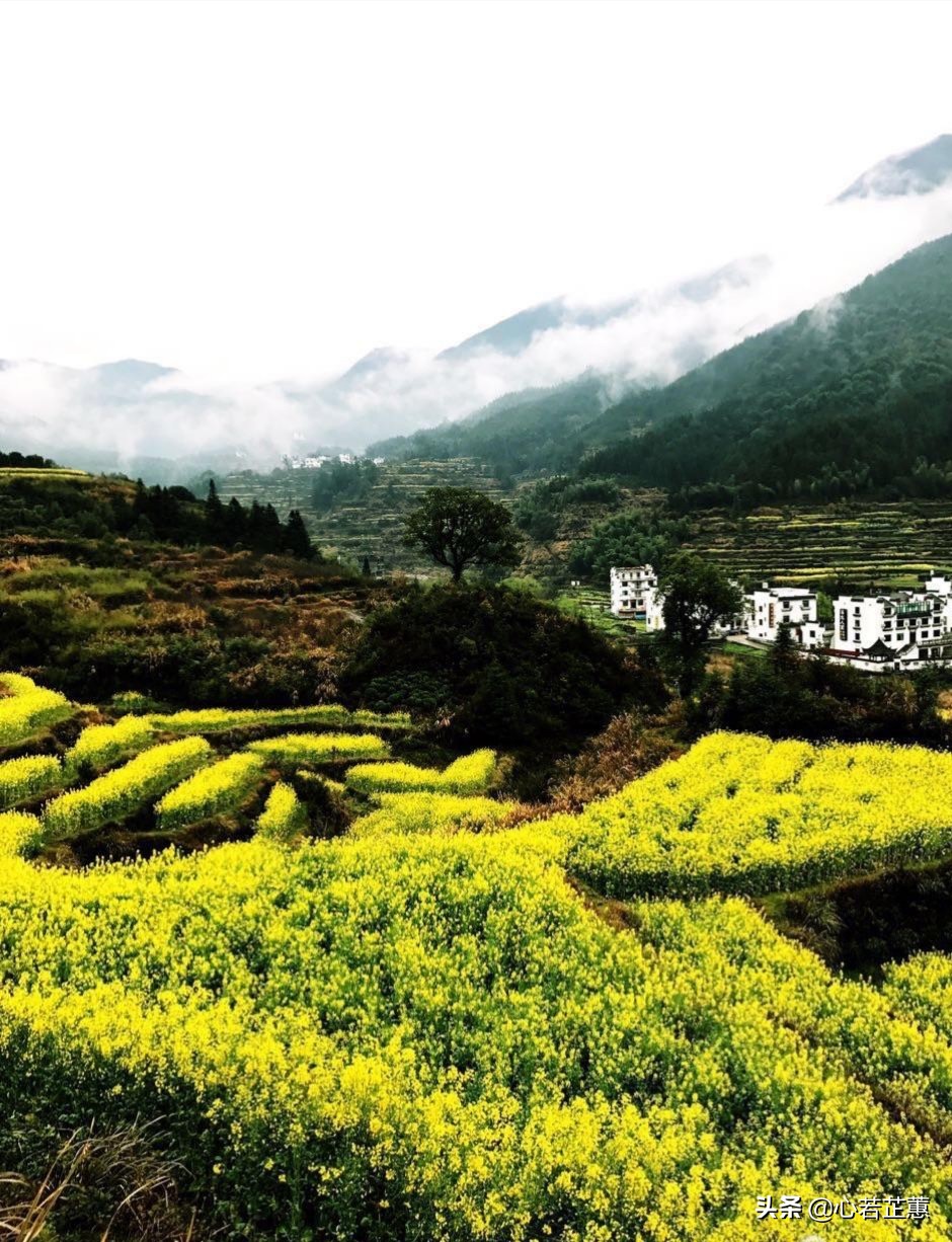 油菜花一片片的像什么,梯田油菜花和平原油菜花