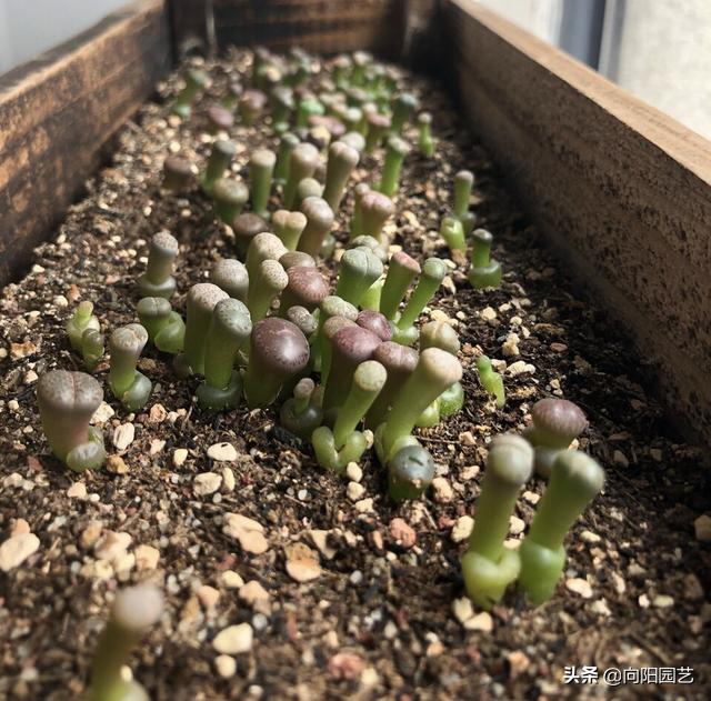 天价兰花怎么养护好呢视频,天价盆栽养殖方法