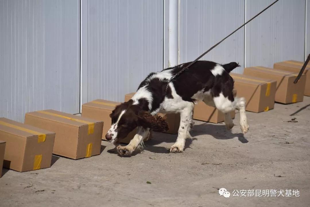 警犬金子,小警犬训练调皮视频