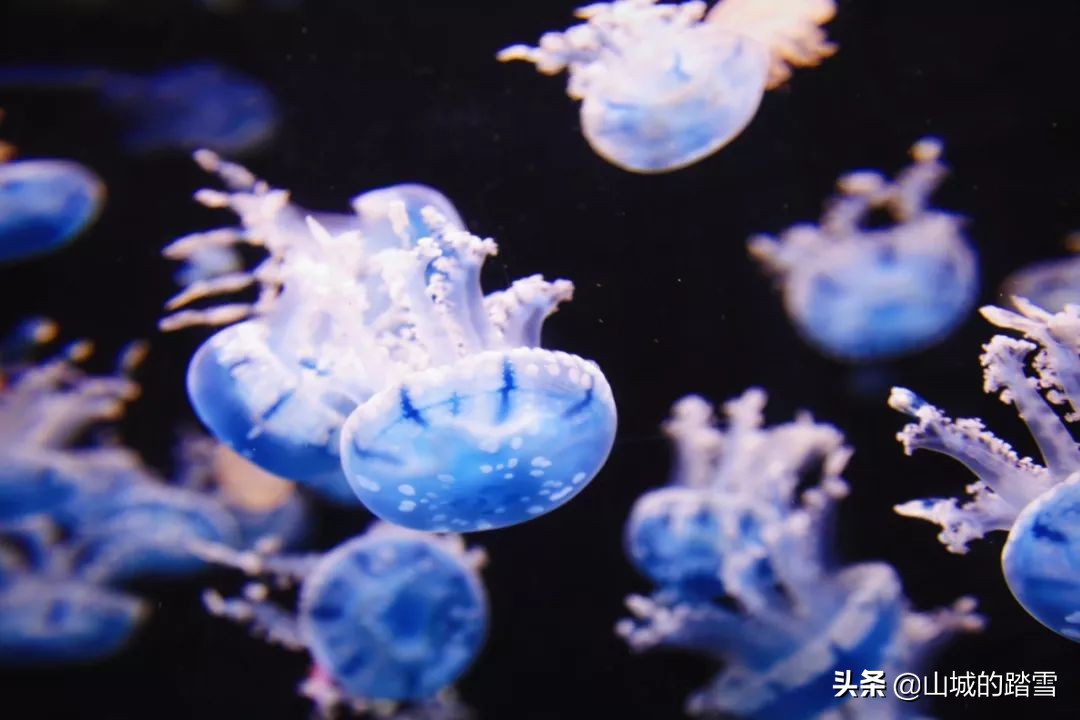 重庆巴南区旅游攻略,巴南主城区一日游的绝佳去处