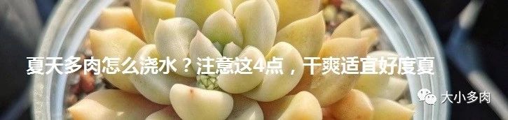 多肉变废为宝方法,废物利用养多肉