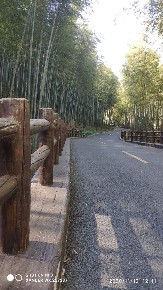 宜兴竹海十一月金色素材图片