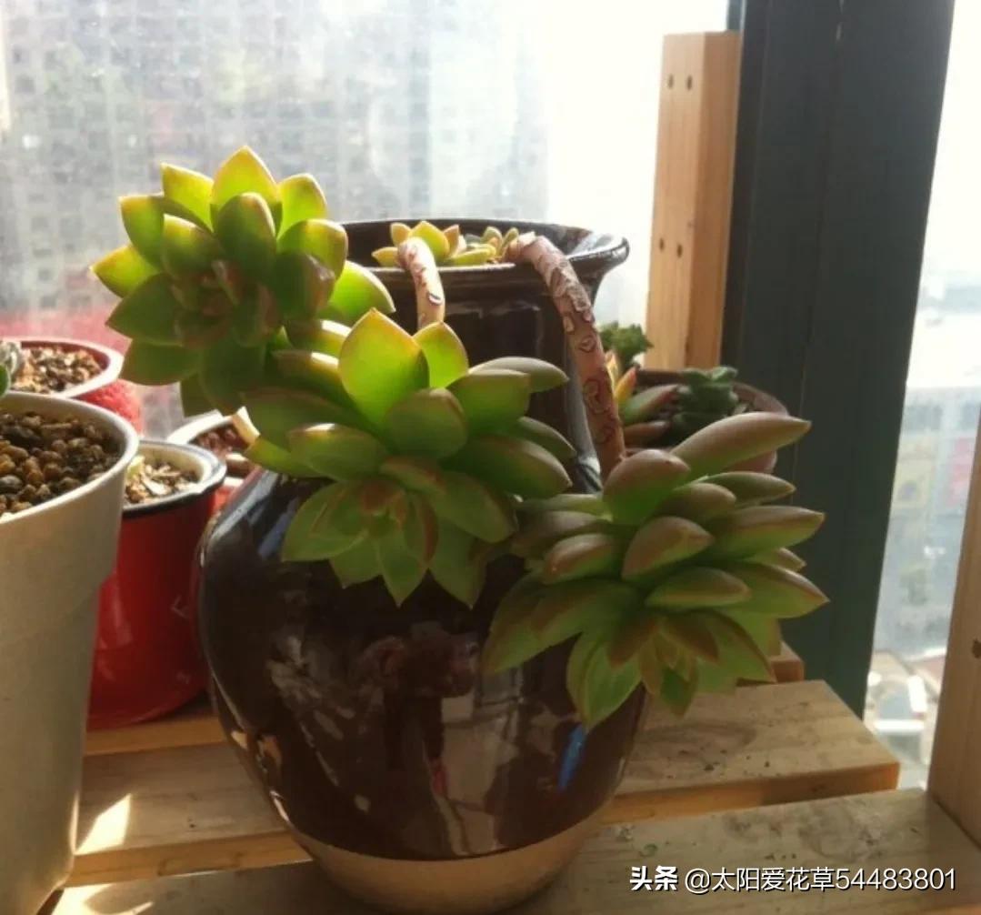 多肉黄丽怎么养又肥又大,黄丽多肉可以暴晒吗