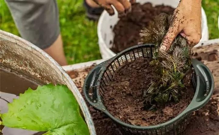 废桶旧盆里添水种花，10分钟成水景，细水长流富贵一生