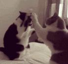 最近很火的一只猫的表情包,用了仓鼠猫表情包的人