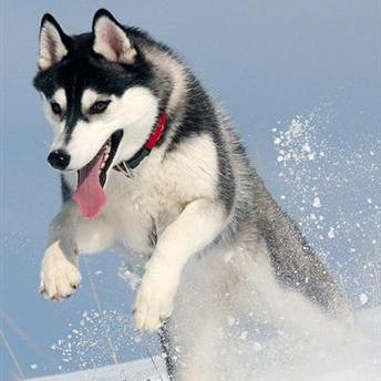 世界上所有的狗品种图片,世界最名贵的狗前十名及其简介